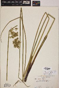 Juncus effusus var. solutus image