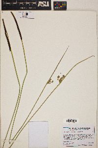 Juncus effusus var. pacificus image