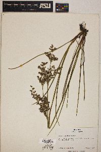 Juncus elliottii image