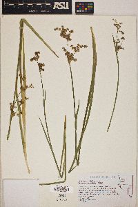 Juncus saximontanus image