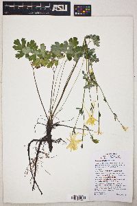 Aquilegia chrysantha image