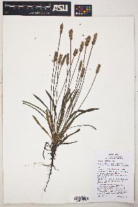 Plantago wrightiana image