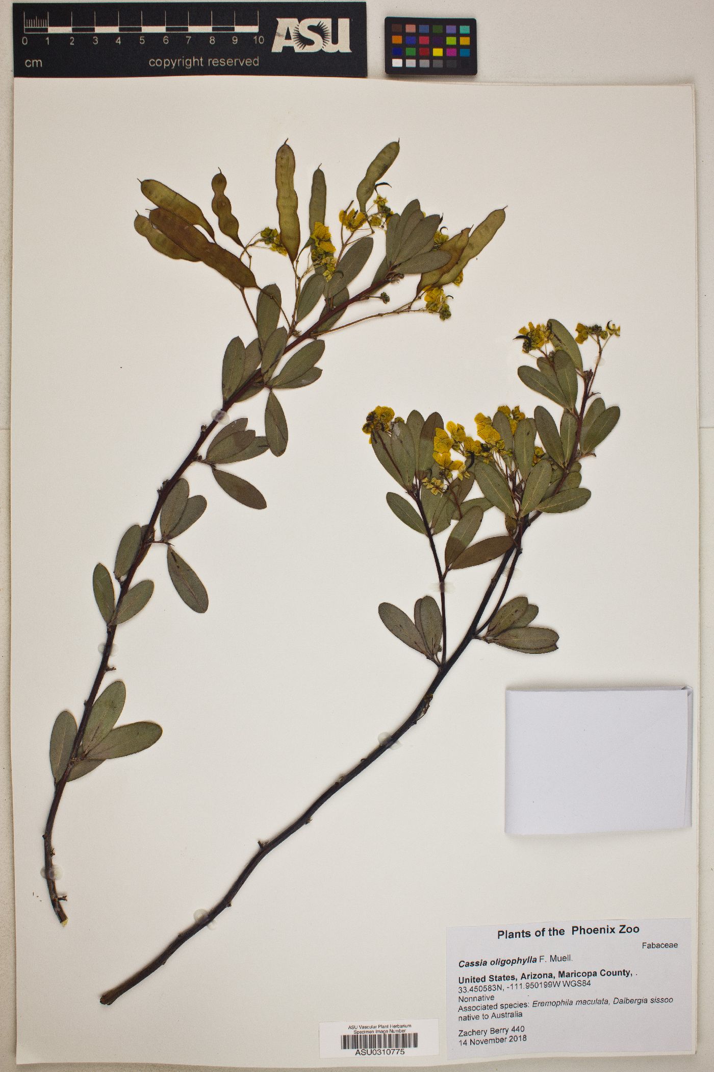 Cassia oligophylla image