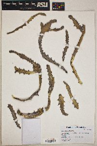 Euphorbia lactea image
