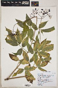 Sambucus nigra image