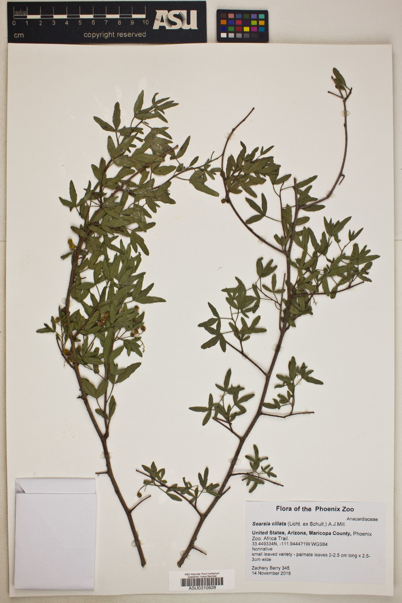 Searsia ciliata image