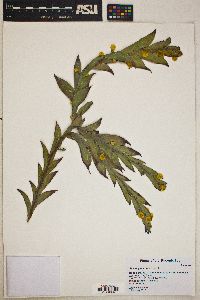 Image of Acacia glaucoptera