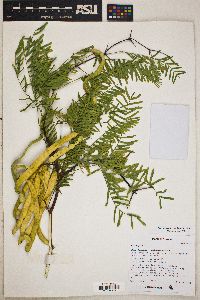 Prosopis chilensis image