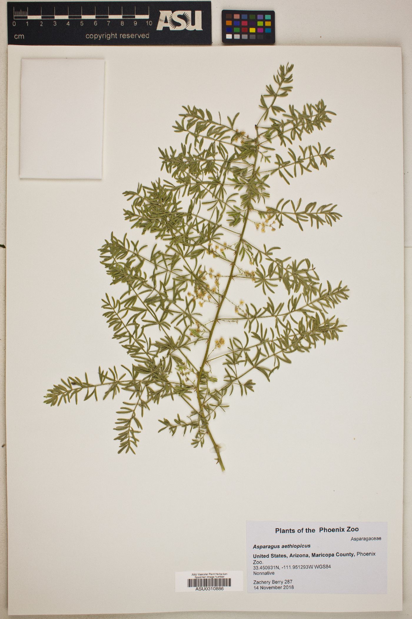 Asparagus aethiopicus image