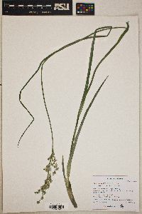 Juncus xiphioides image