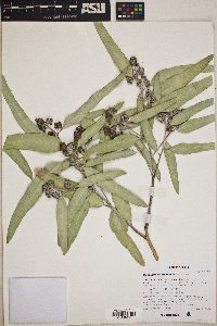 Eucalyptus microtheca image