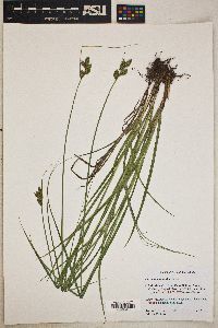 Carex wootonii image