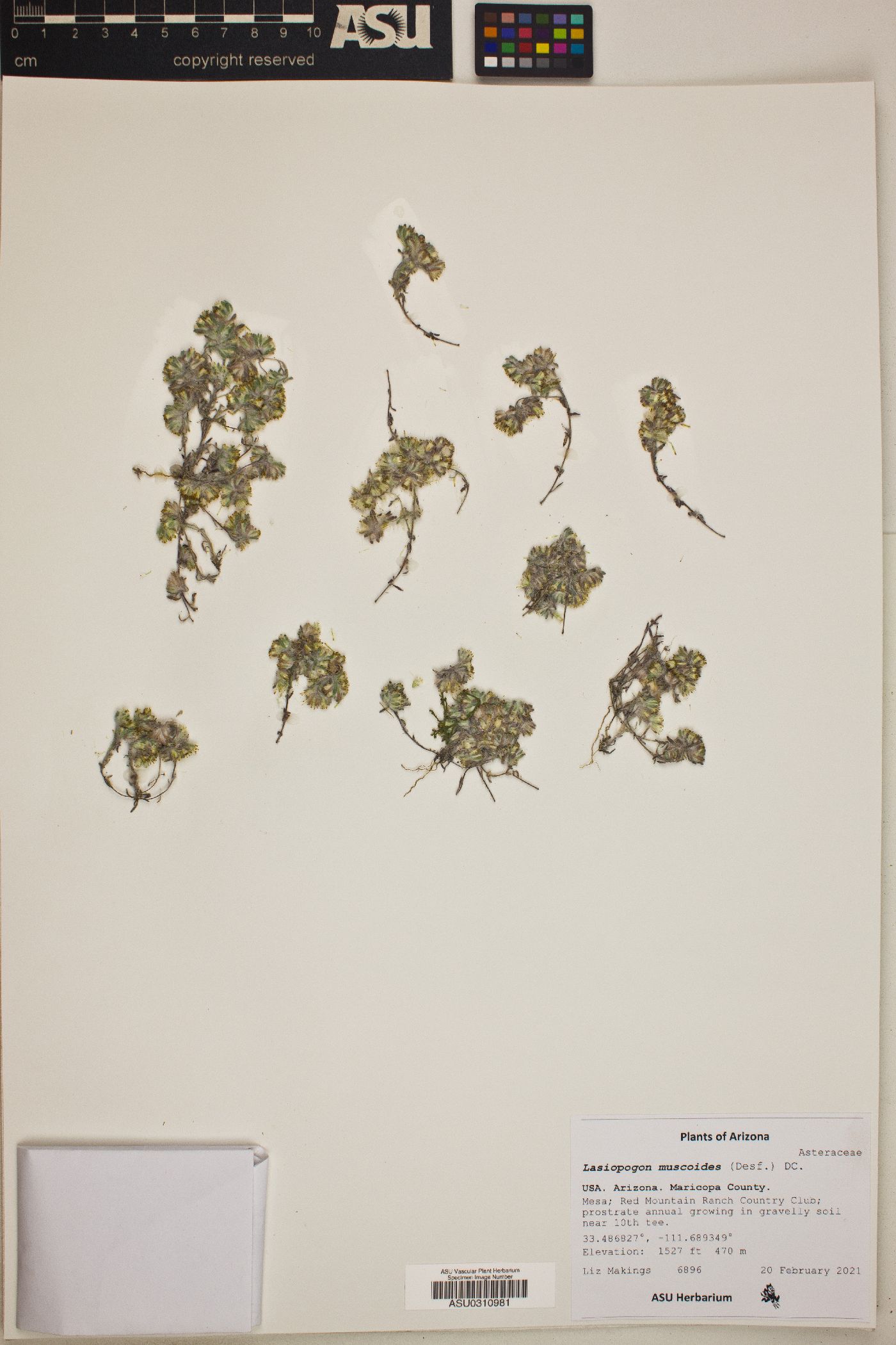 Lasiopogon muscoides image