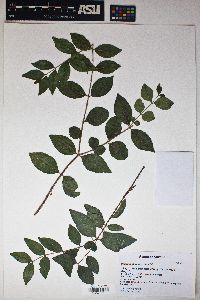 Psidium oligospermum image