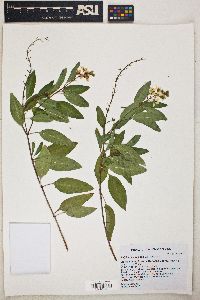 Galphimia speciosa image