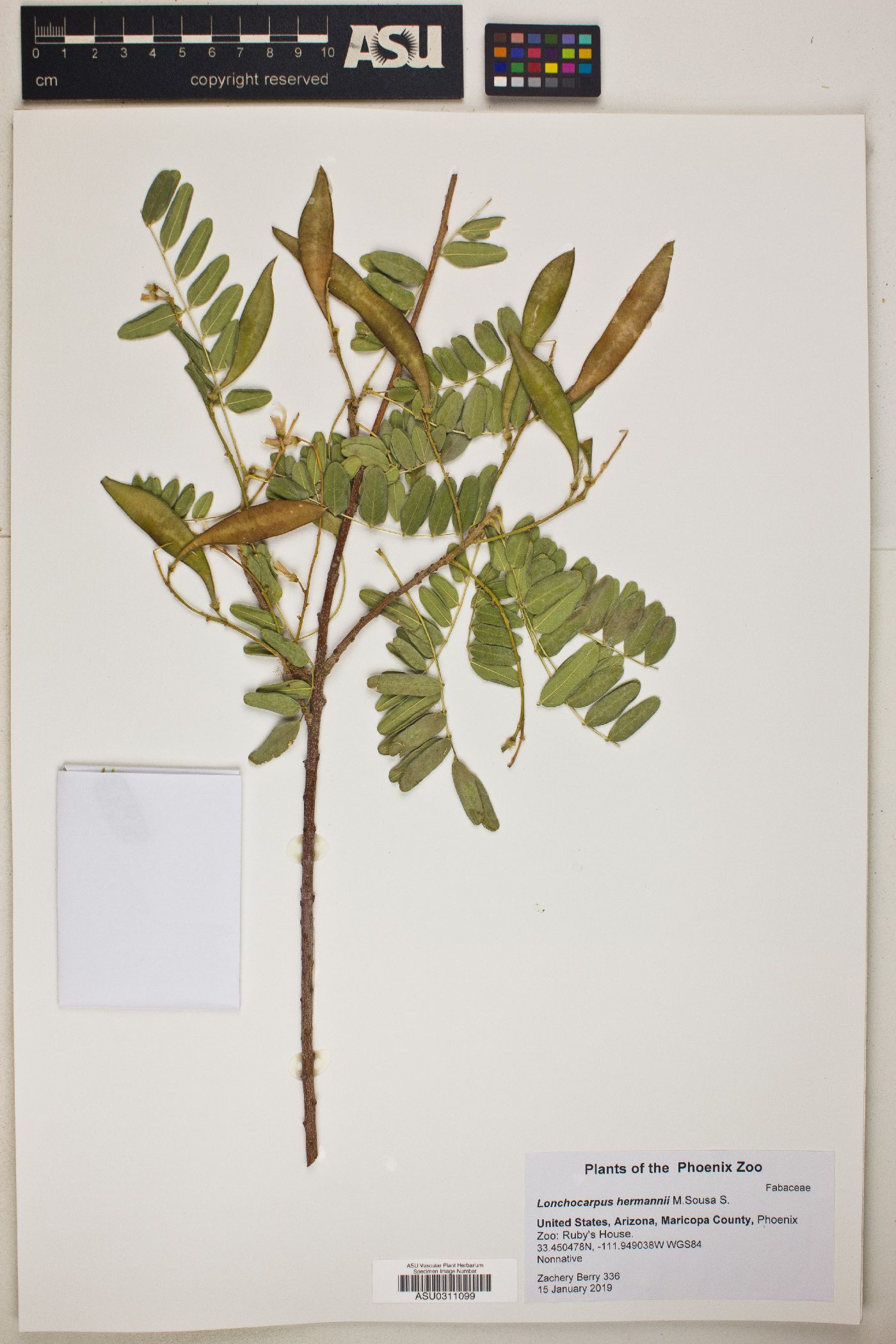 Lonchocarpus hermannii image