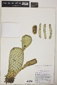 Opuntia basilaris image