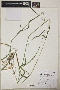 Elymus glaucus image