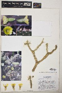 Opuntia pubescens image