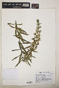 Angelonia angustifolia image