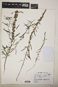 Amaranthus fimbriatus image