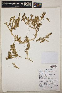 Mesembryanthemum nodiflorum image