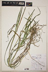 Echinochloa colona image