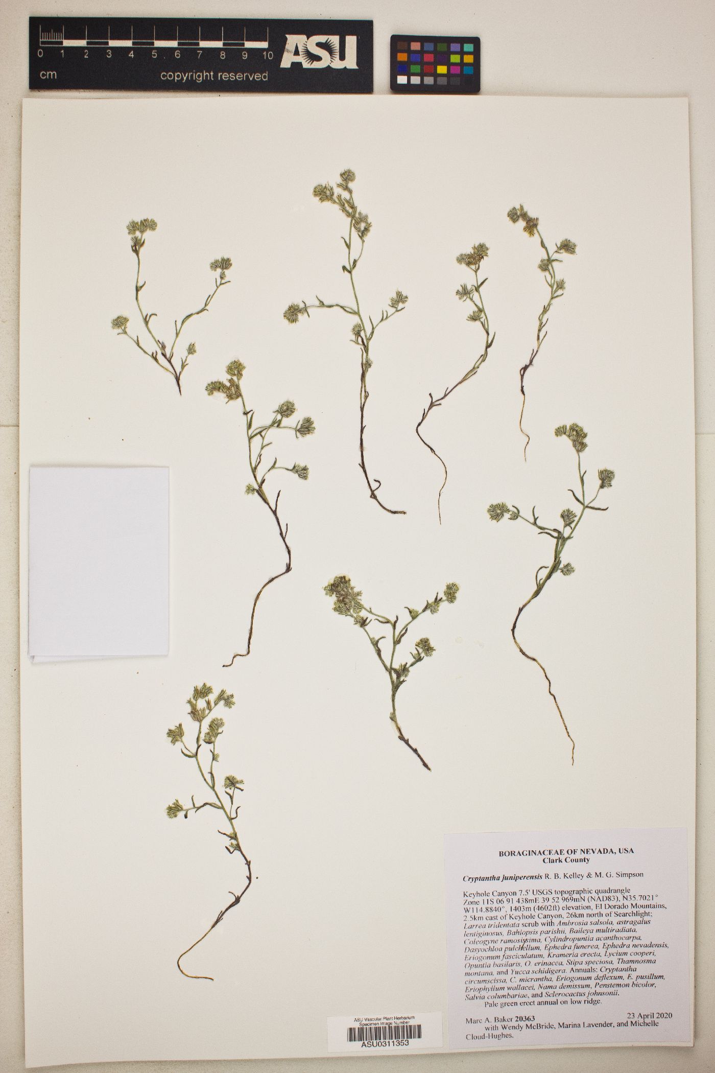 Cryptantha juniperensis image