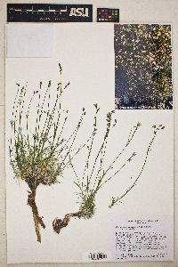 Eremogone macradenia var. macradenia image