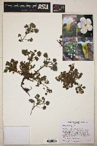 Phacelia perityloides image