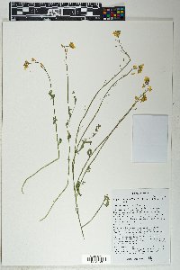 Physaria tenella image