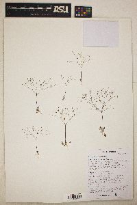 Eriogonum thomasii image