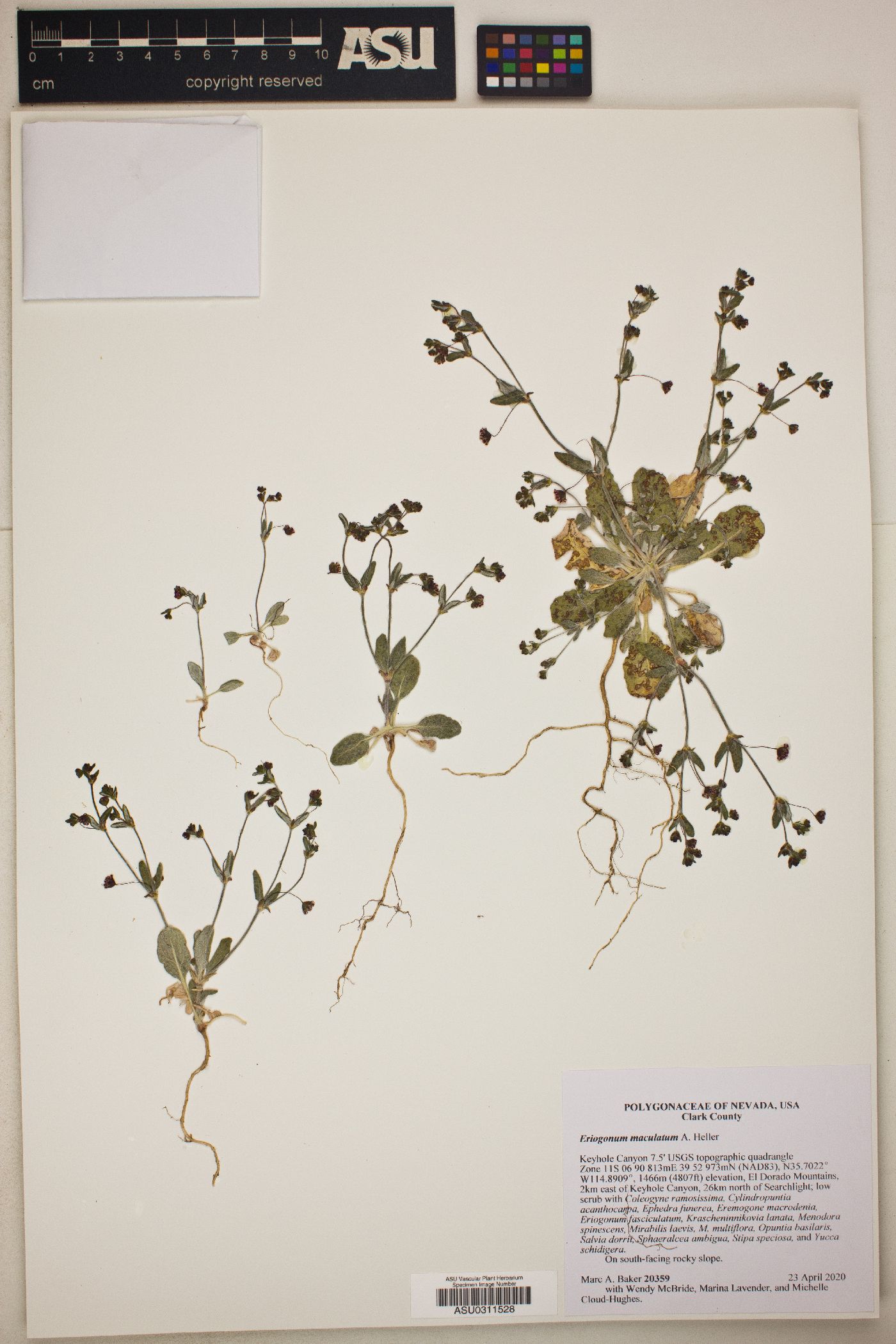 Eriogonum maculatum image