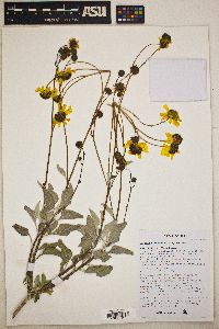 Encelia farinosa image