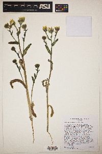 Malacothrix coulteri image