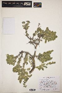 Picrothamnus desertorum image