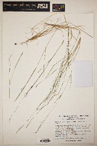 Aristida basiramea image