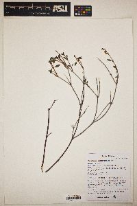 Galphimia angustifolia image