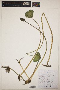 Hydrocotyle umbellata image