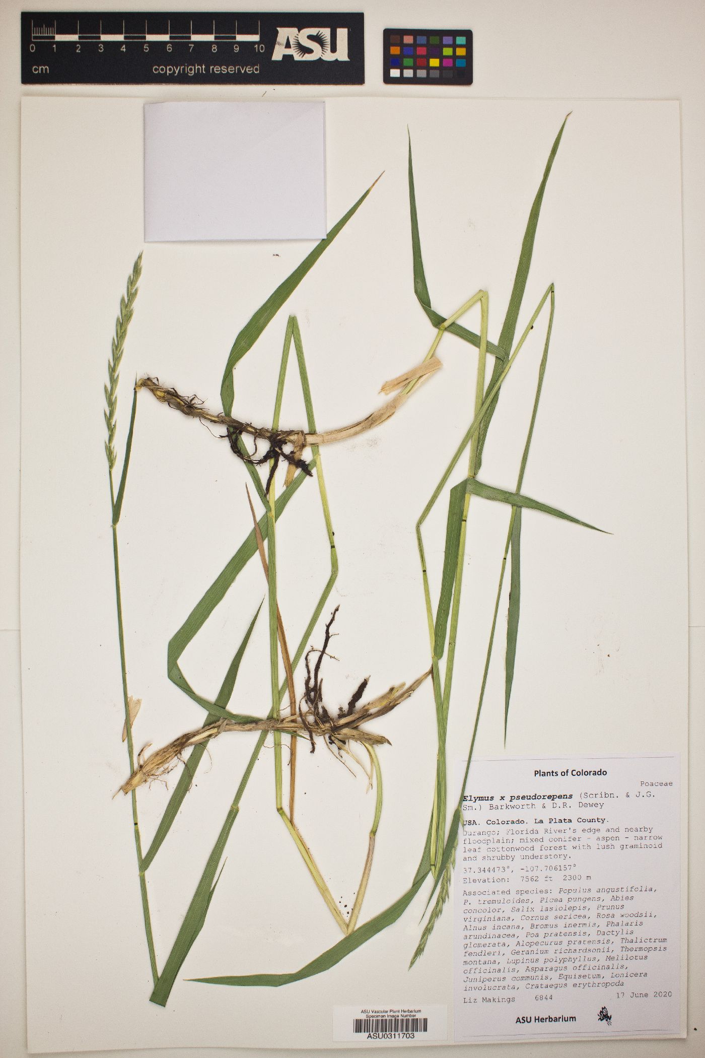 Elymus x pseudorepens image