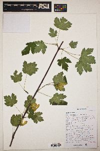 Acer glabrum image