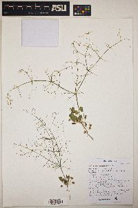 Eriogonum trichopes image