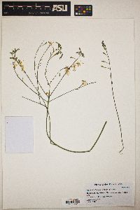 Oenothera lindheimeri image