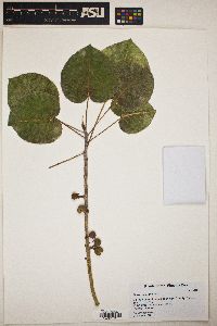 Ficus petiolaris image