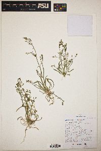 Chorizanthe brevicornu image