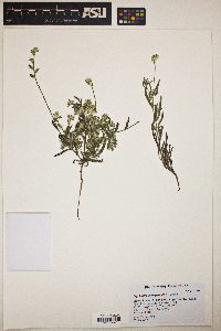 Cryptantha barbigera image