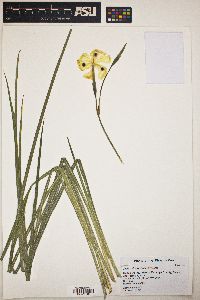 Dietes bicolor image