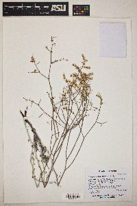 Eriogonum plumatella image