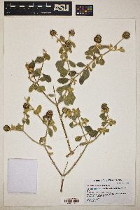 Buddleja marrubiifolia image