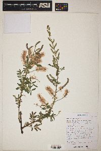 Mimosa dysocarpa image